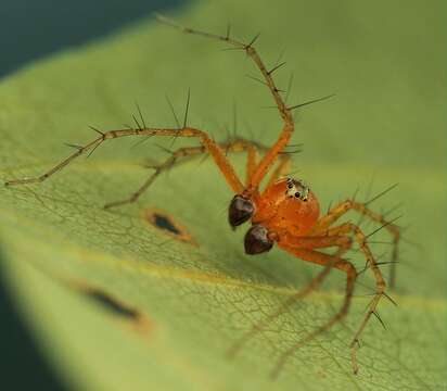 Image of Oxyopes vogelsangeri Lessert 1946