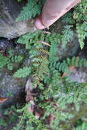 Image of Oeosporangium chusanum (Hook.) Fraser-Jenk.