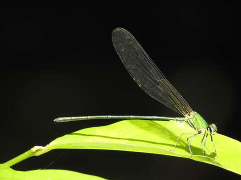 Image of Clear-winged forest glory