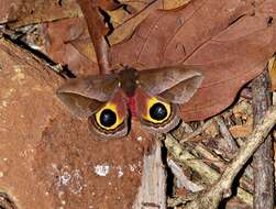 Image of Automeris basalis (Walker 1855)