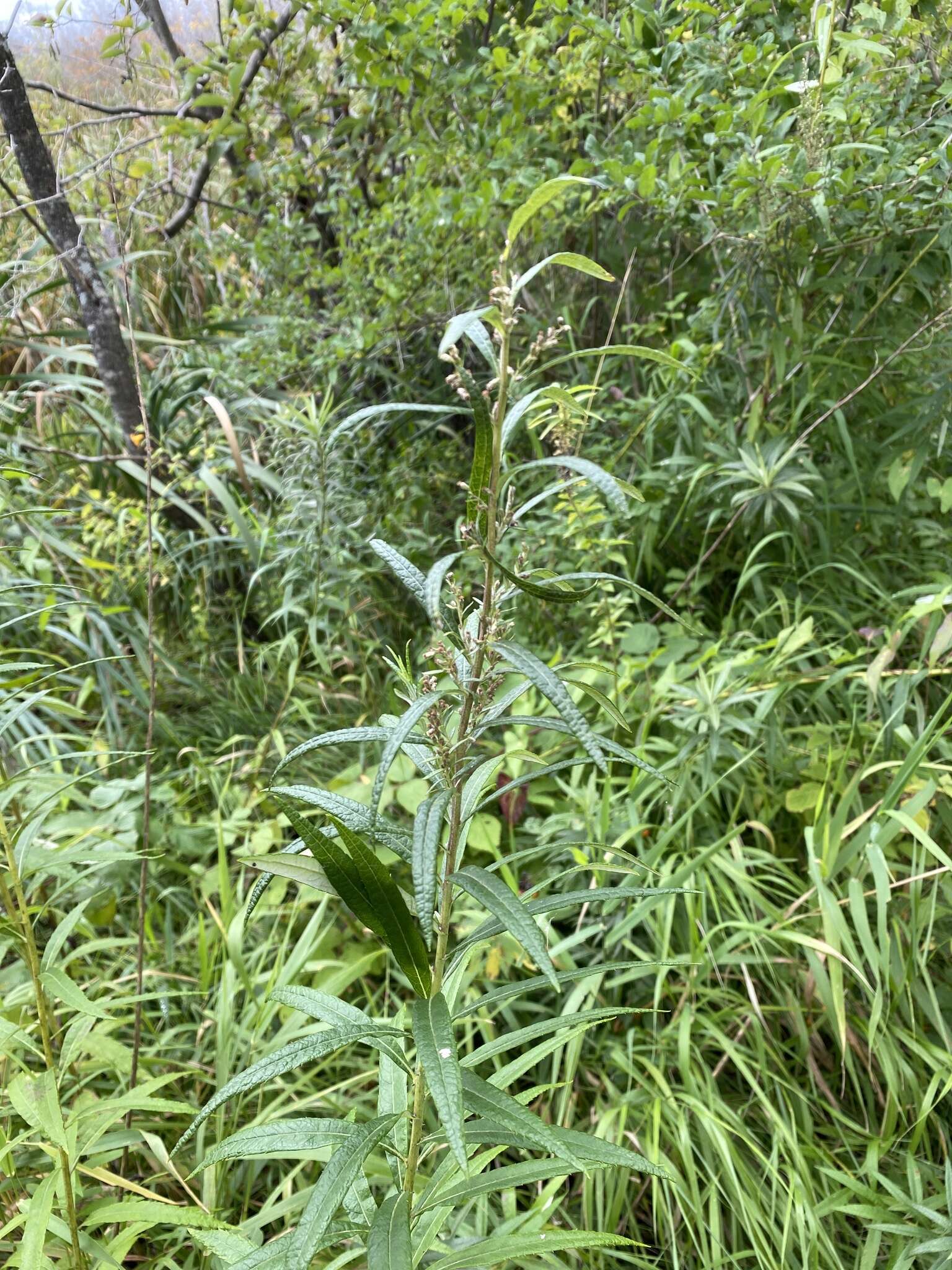 Image of sawtooth wormwood