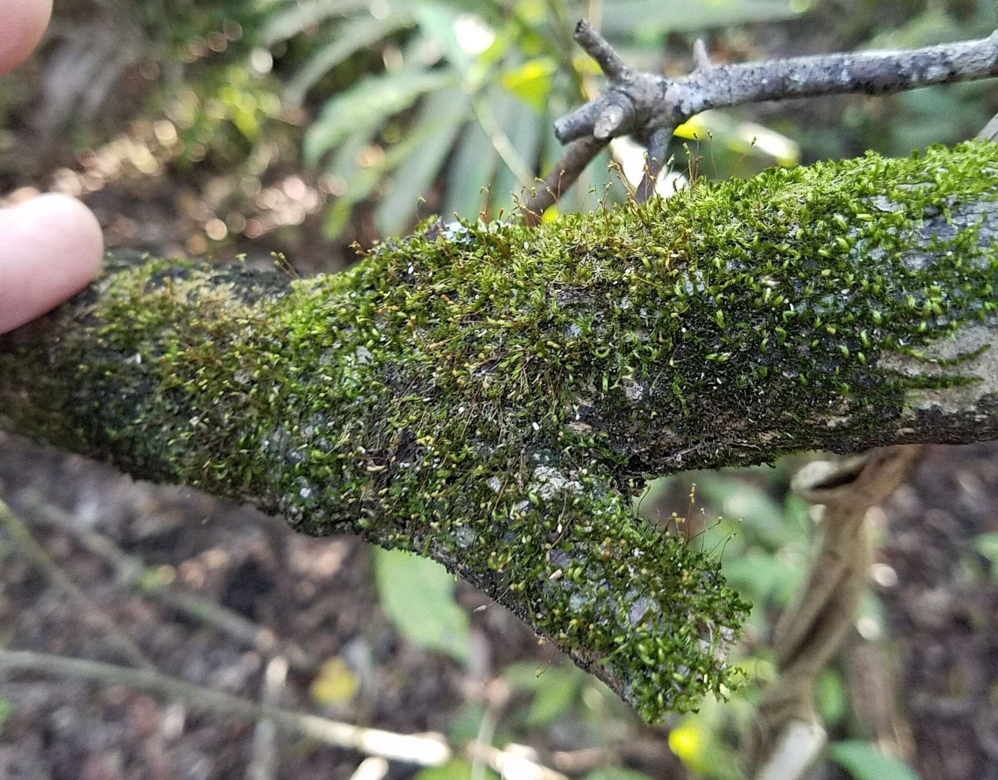 Image of anacamptodon moss