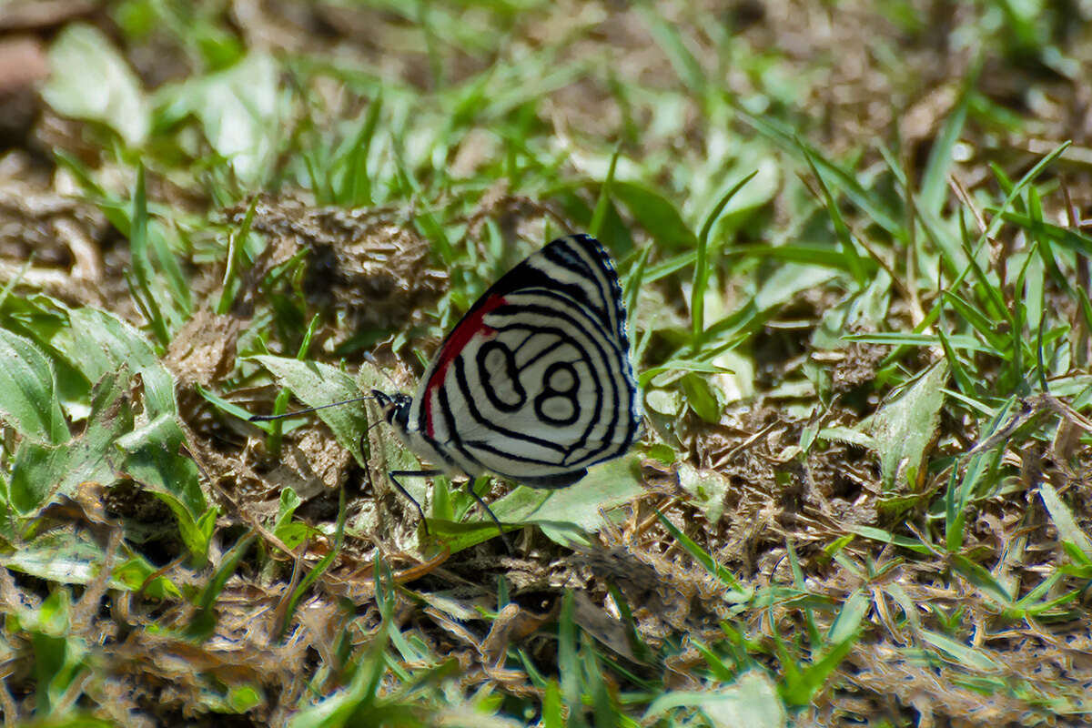 Image of Diaethria candrena Godart 1823