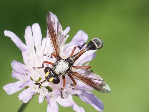 Image of Physocephala rufipes (Fabricius 1781)