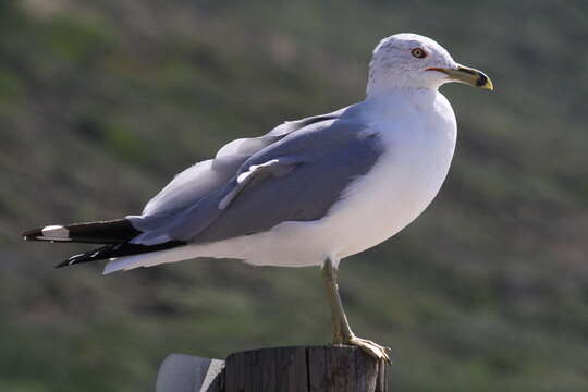 Image of Ring-billed Gull