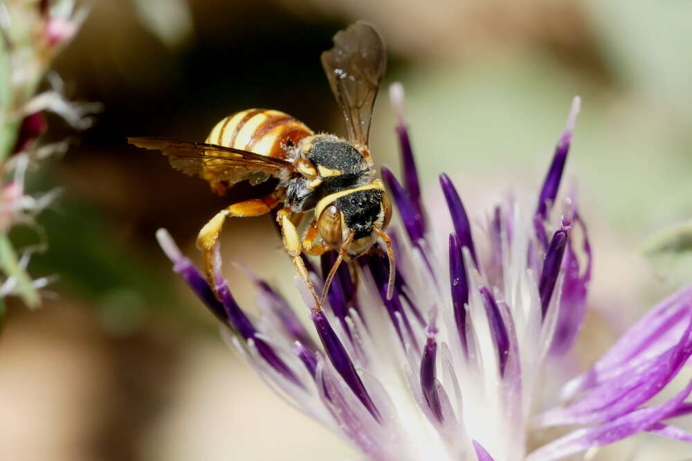 Imagem de Rhodanthidium infuscatum (Erichson 1835)