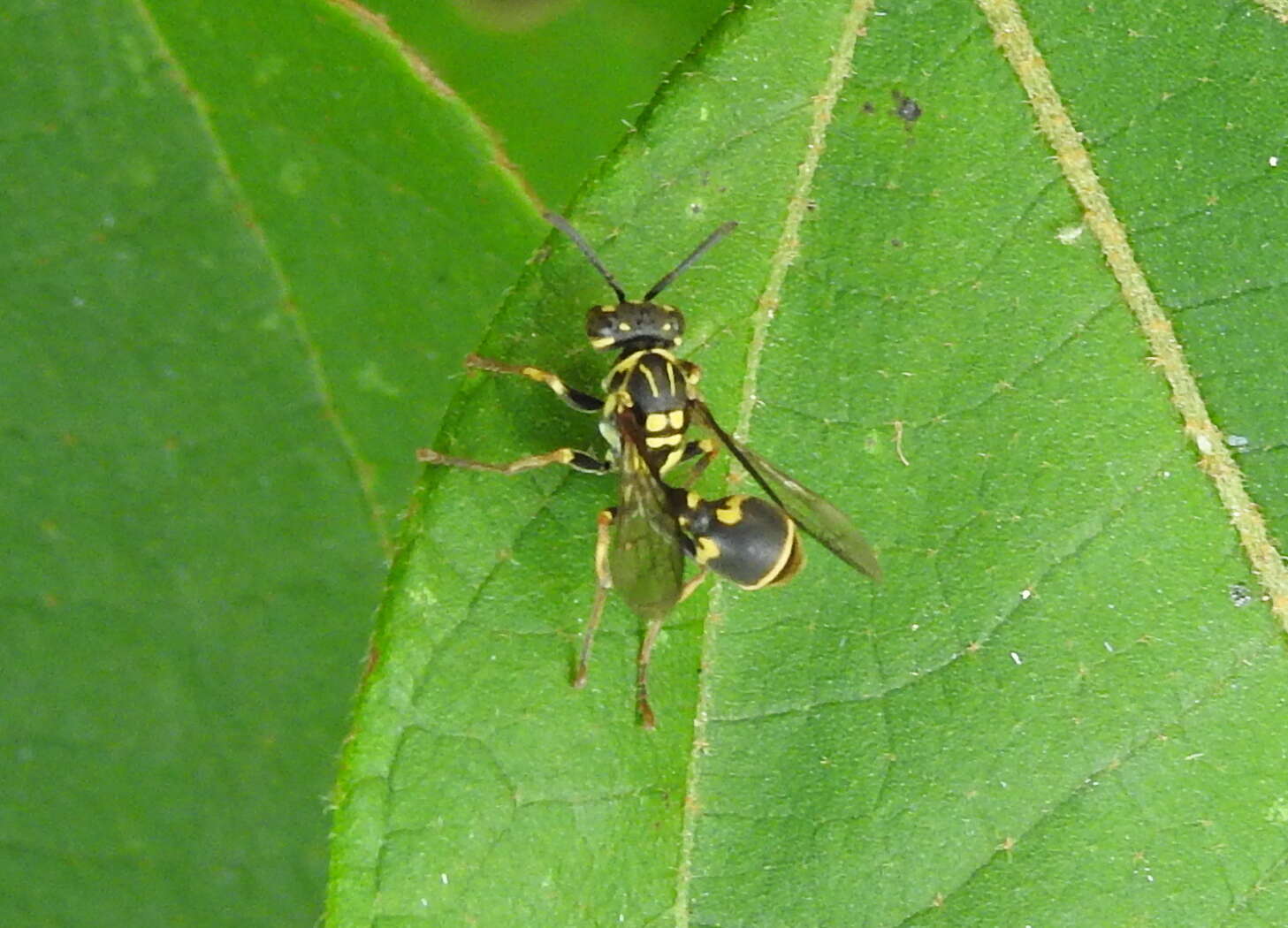 Image of Ropalidia flavopicta (Smith 1857)