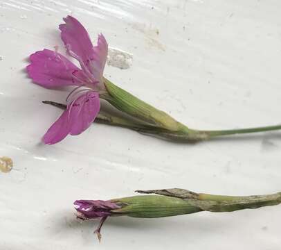 Image of Dianthus deltoides subsp. deltoides