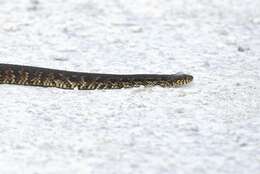 Image of Atlantic salt marsh snake