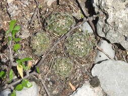 Image of Coryphantha neglecta L. Bremer