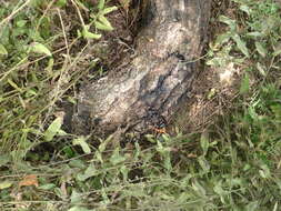 Image of Butternut canker fungus