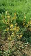 Image of Asphodeline brevicaulis (Bertol.) J. Gay ex Baker