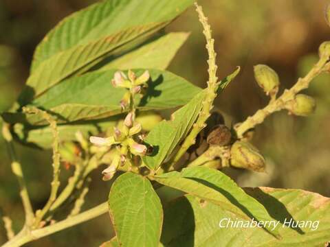 Flemingia macrophylla (Willd.) Merr. resmi