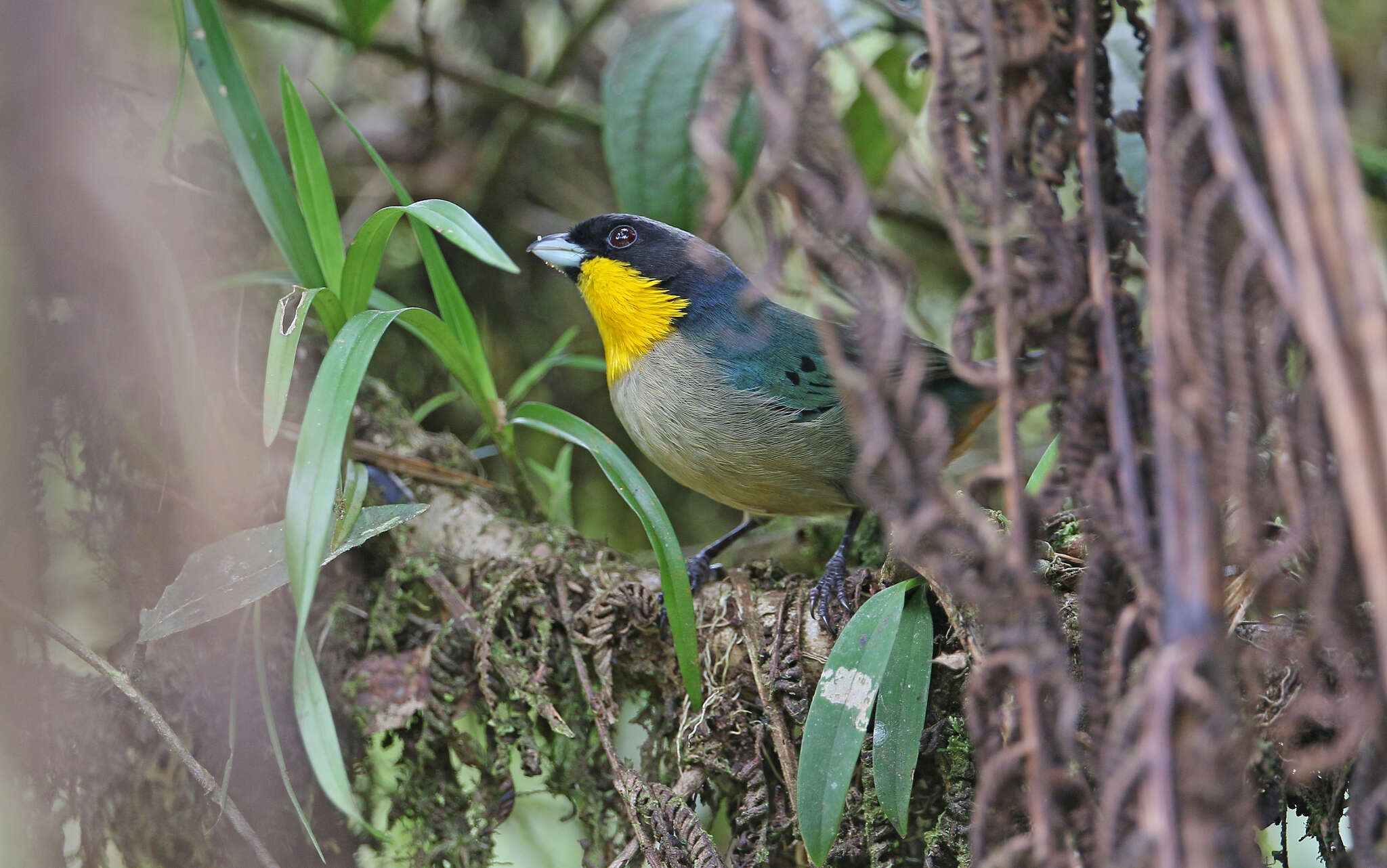 Image of Yellow-throated Tanager