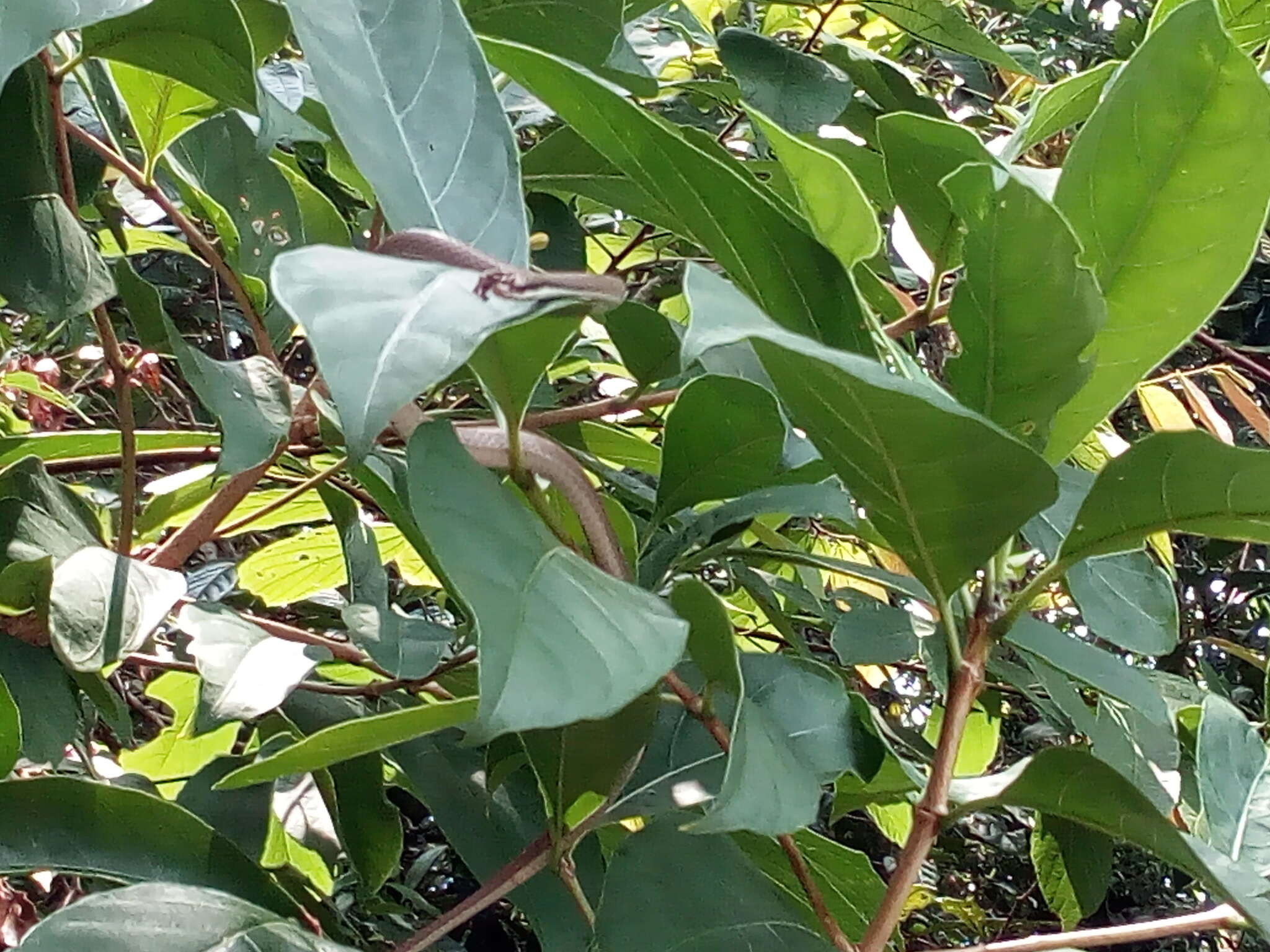 Image of Malayan Ringneck