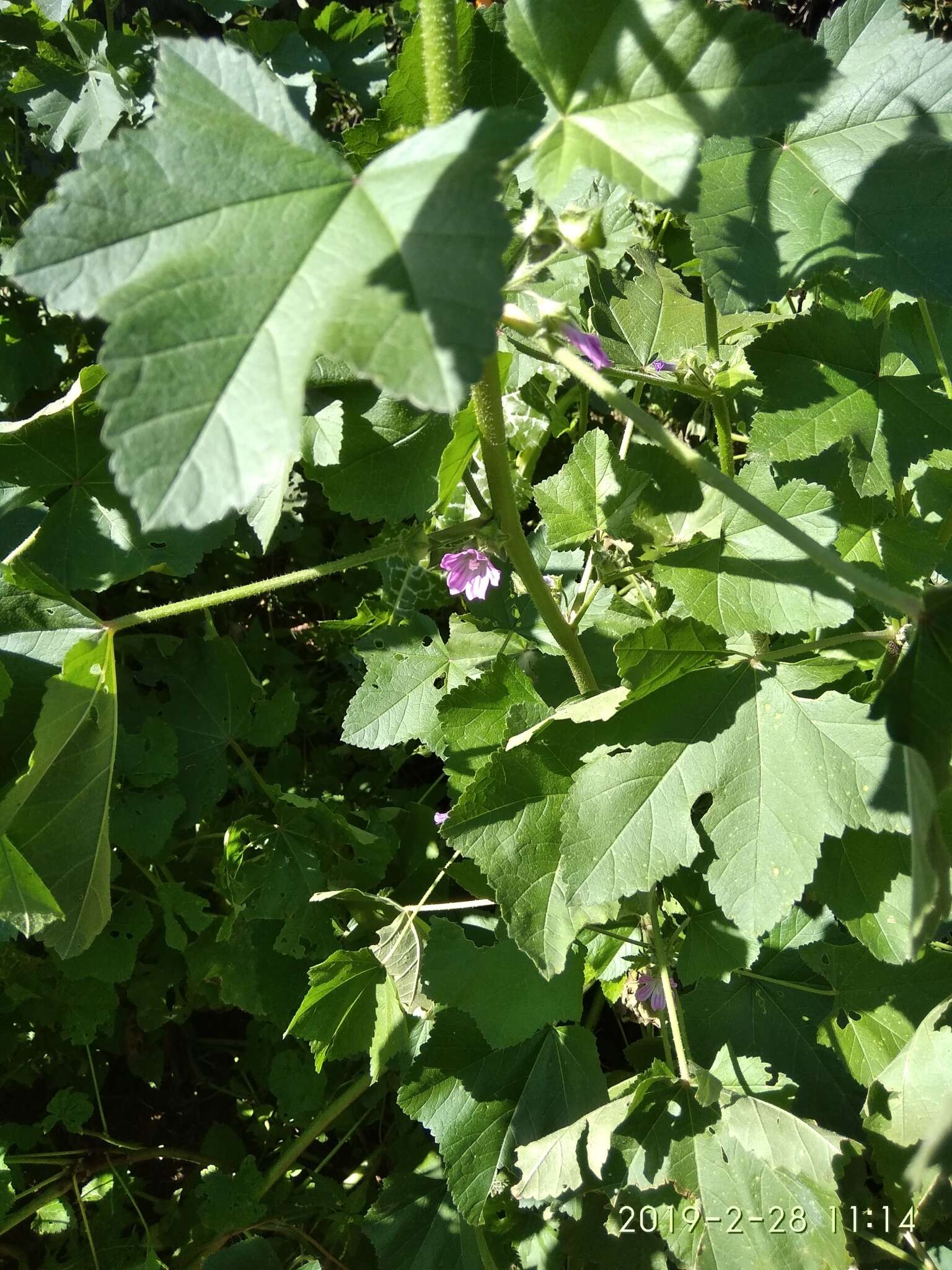 Imagem de Malva multiflora (Cav.) Soldano & Banfi