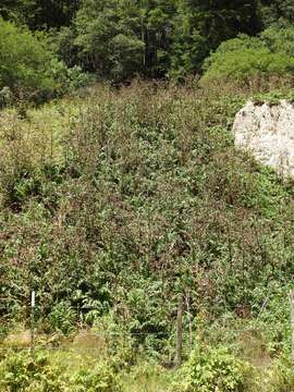 Image of Sacramento Mountain thistle