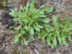 Image of Sheep's Sorrel