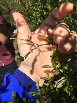 صورة Ligustrum quihoui Carrière