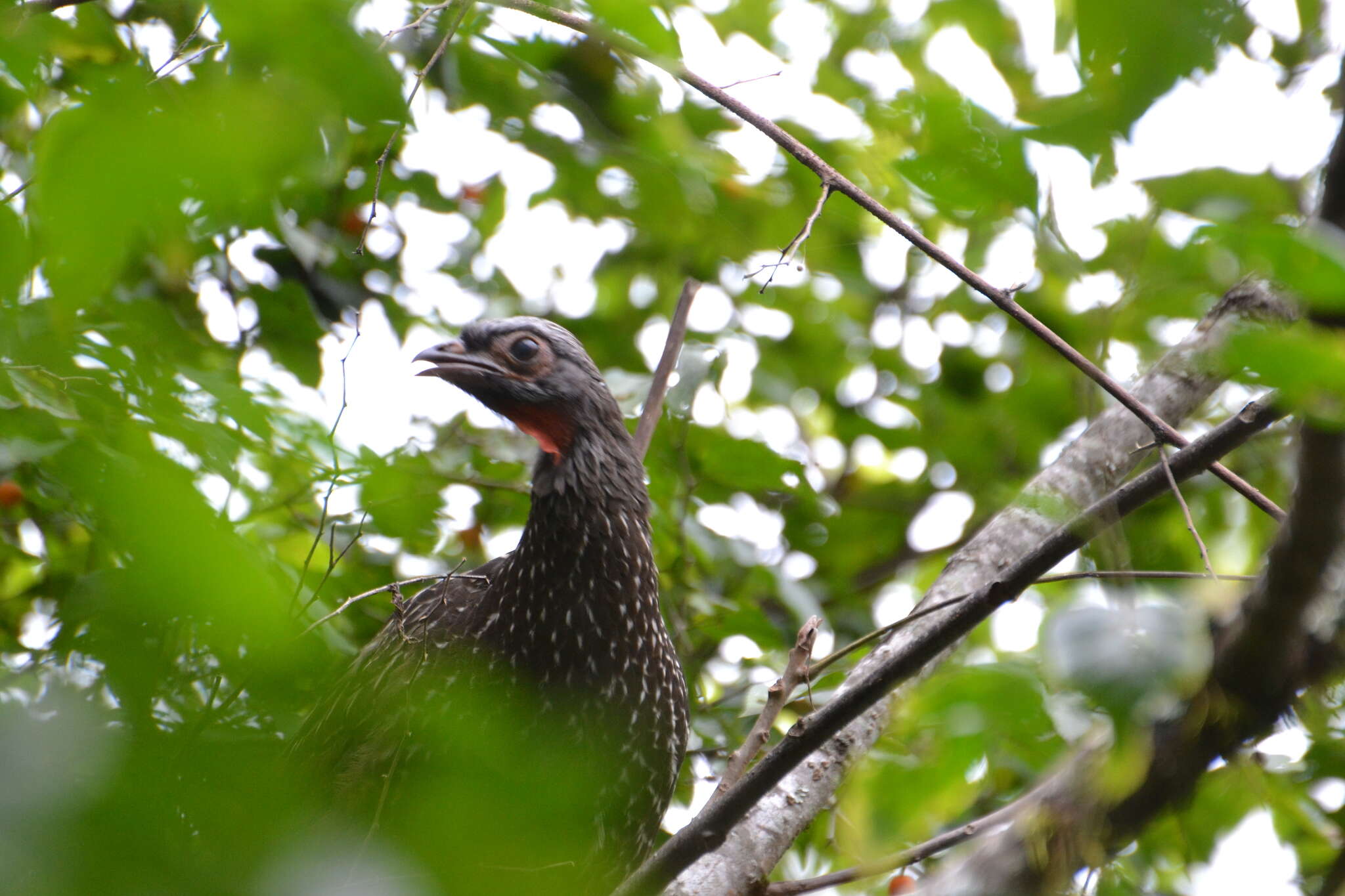 Image of Red-faced Guan