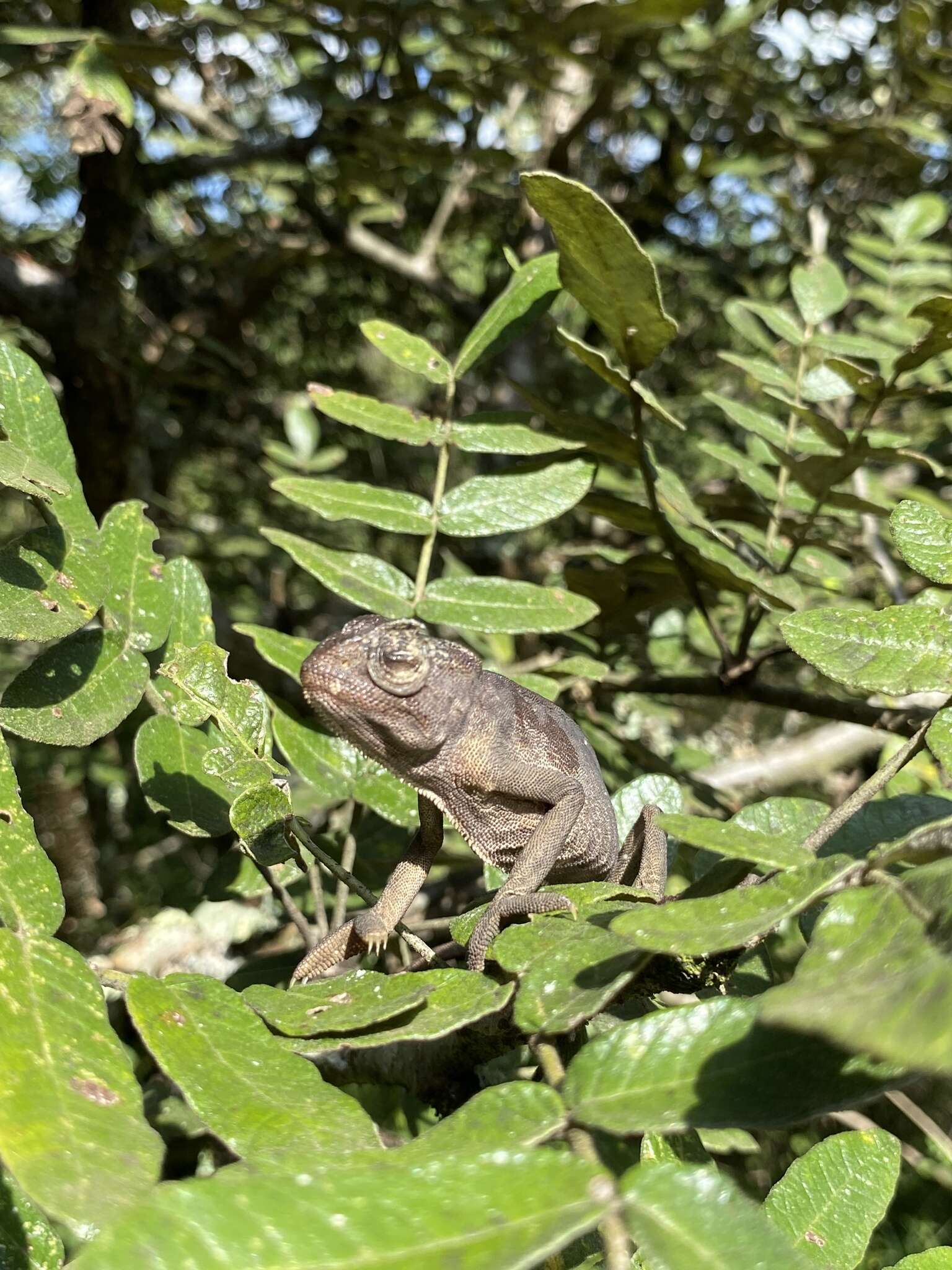 Image of Smooth Chameleon