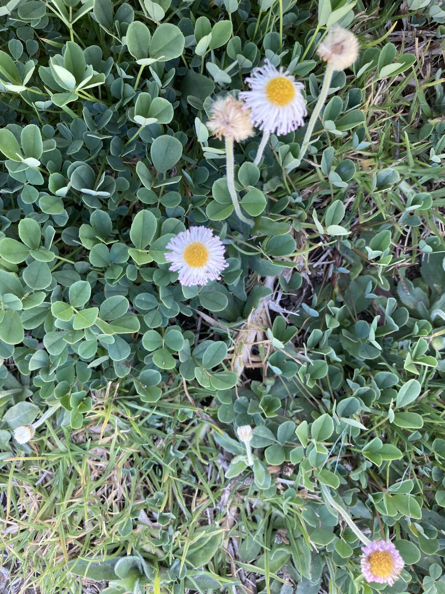 Image of Erigeron longipes DC.