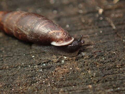 Image de Cochlodina laminata (Montagu 1803)