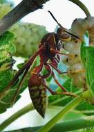 Image of Polistes cavapyta de Saussure 1853