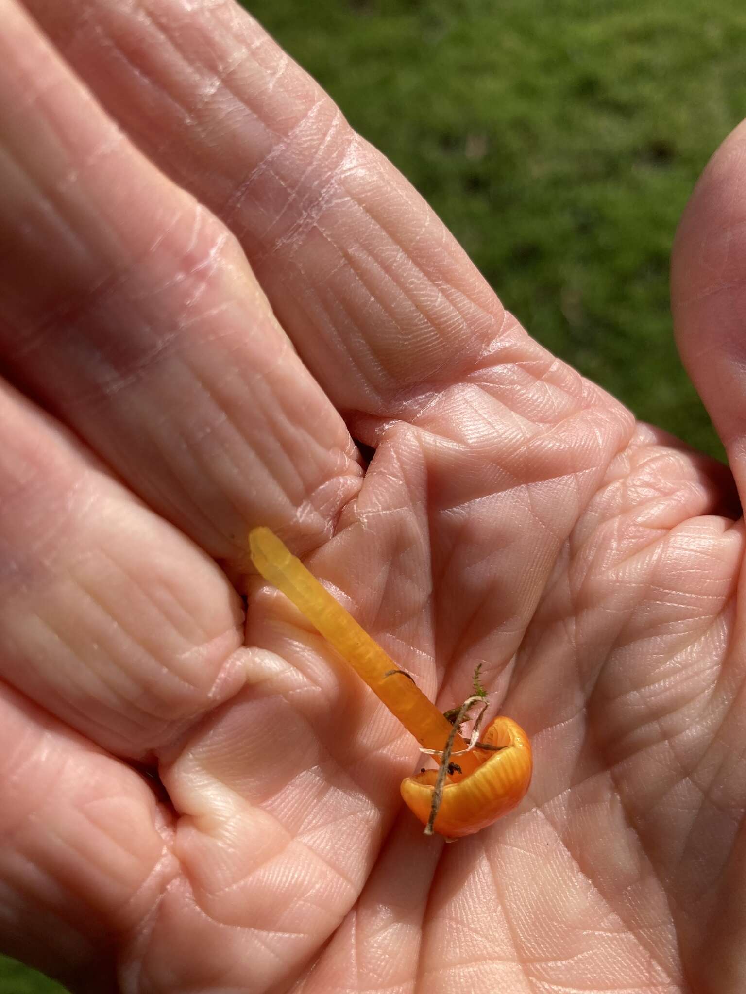 Image de Hygrocybe glutinipes (J. E. Lange) R. Haller Aar. 1956