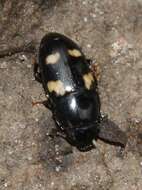 Image of Four-spotted Sap Beetle