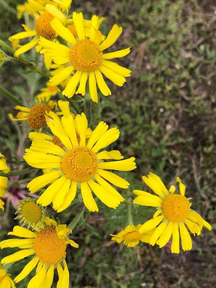 Imagem de Hymenoxys insignis (A. Gray ex S. Wats.) Cockerell