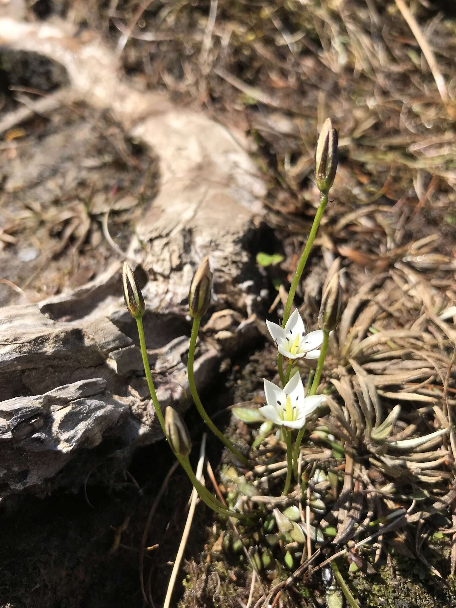 Image of Gentianella lineata (Kirk) T. N. Ho & S. W. Liu