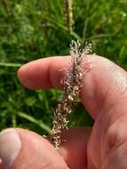 Imagem de Plantago australis subsp. australis