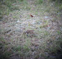 Image of Yellow-browed Bunting