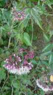 Eupatorium amabile Kitam. resmi