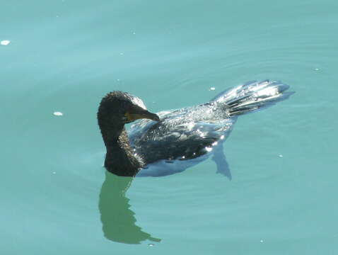 Image of Crowned Cormorant