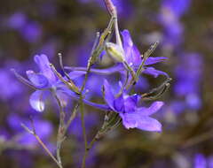 Image of Consolida regalis subsp. divaricata (Ledeb.) Munz