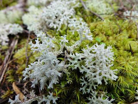 Image of Cladonia confusa R. Sant.