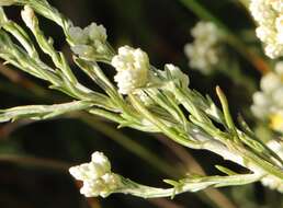 Image of Helichrysum rosum (Berg.) Less.