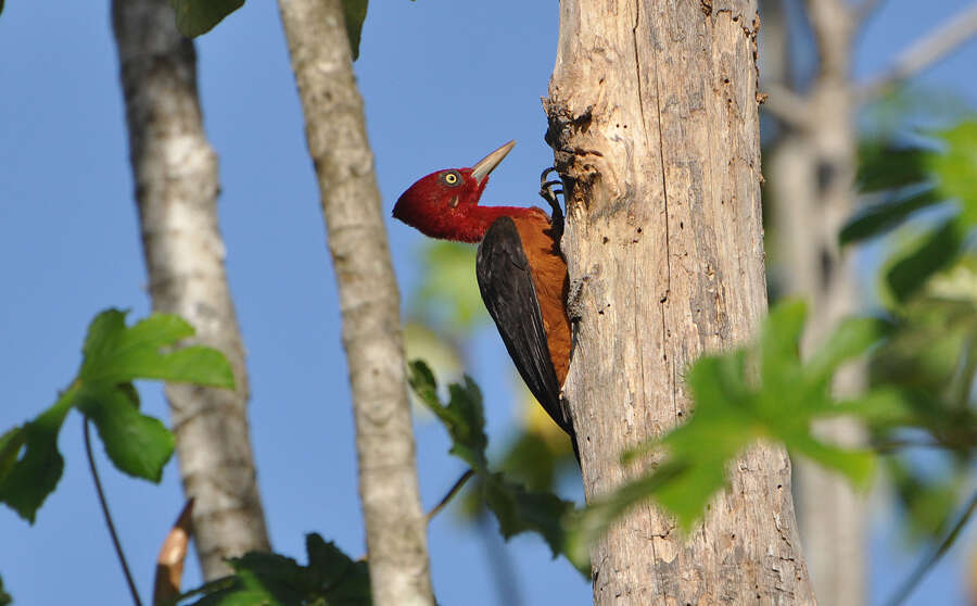 Image of Red-necked Woodpecker