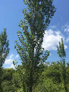 Image of Populus nigra L.