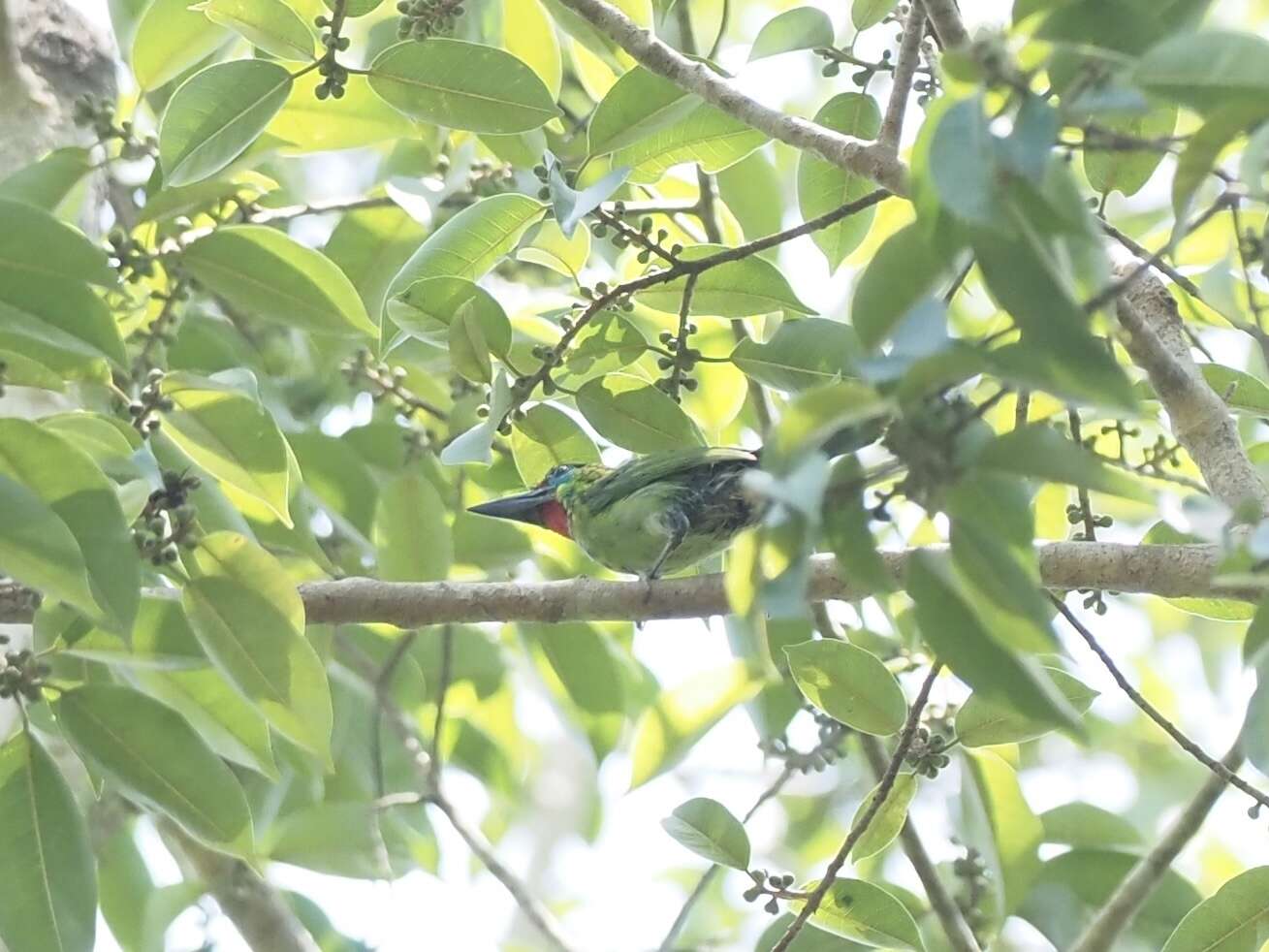 Image of Red-throated Barbet