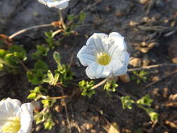 Image of Salpiglossis anomala (Miers) W. G. D' Arcy