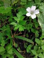 Image of Geranium nepalense Sweet