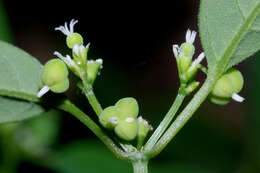 Image of grassleaf spurge