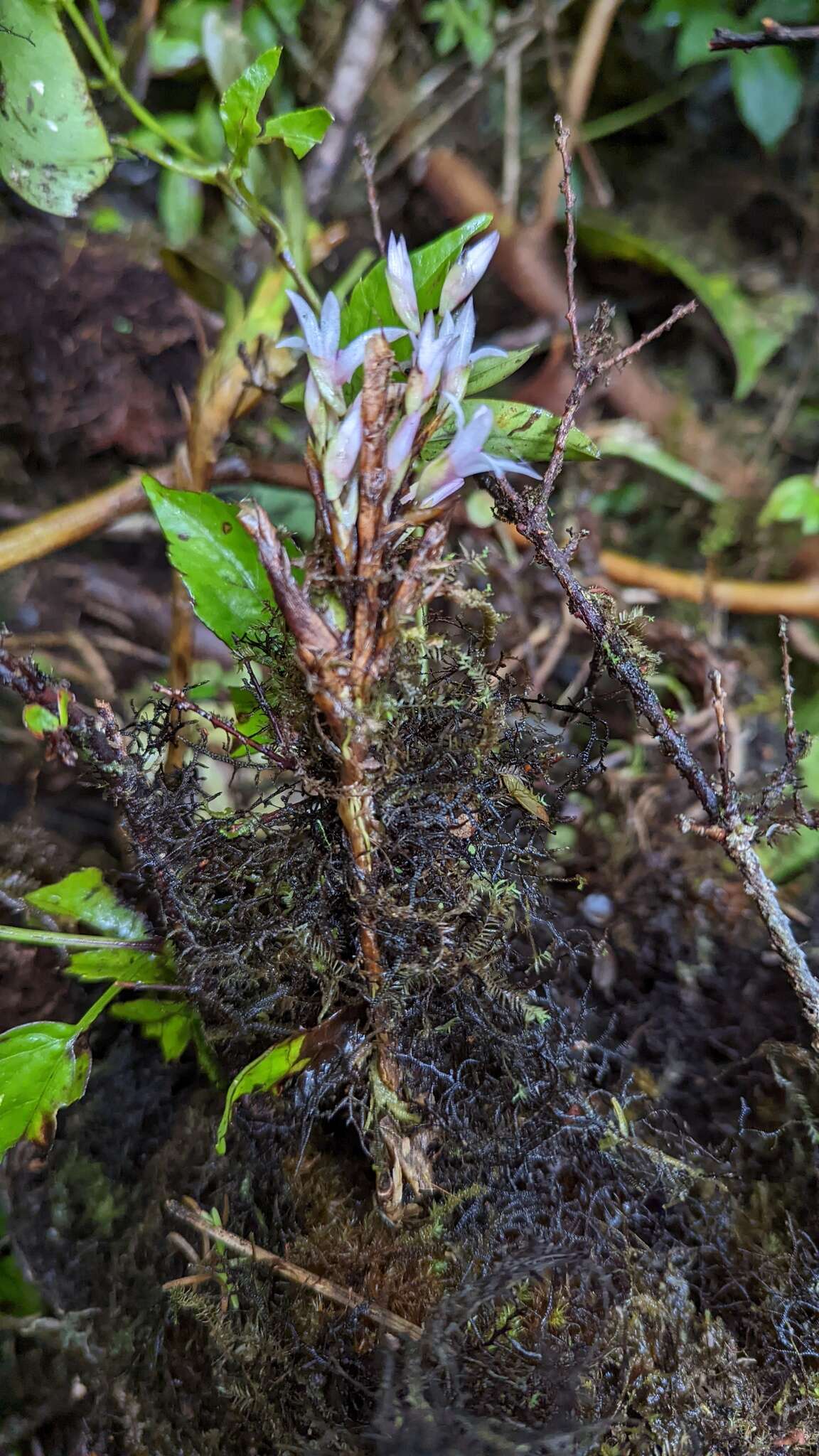 Image of Maxillaria schlechteriana J. T. Atwood