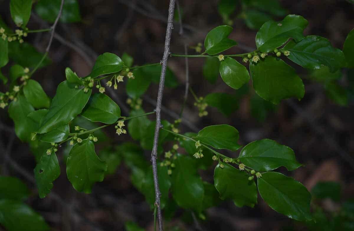 Image of Dallachya vitiensis F. Müll.