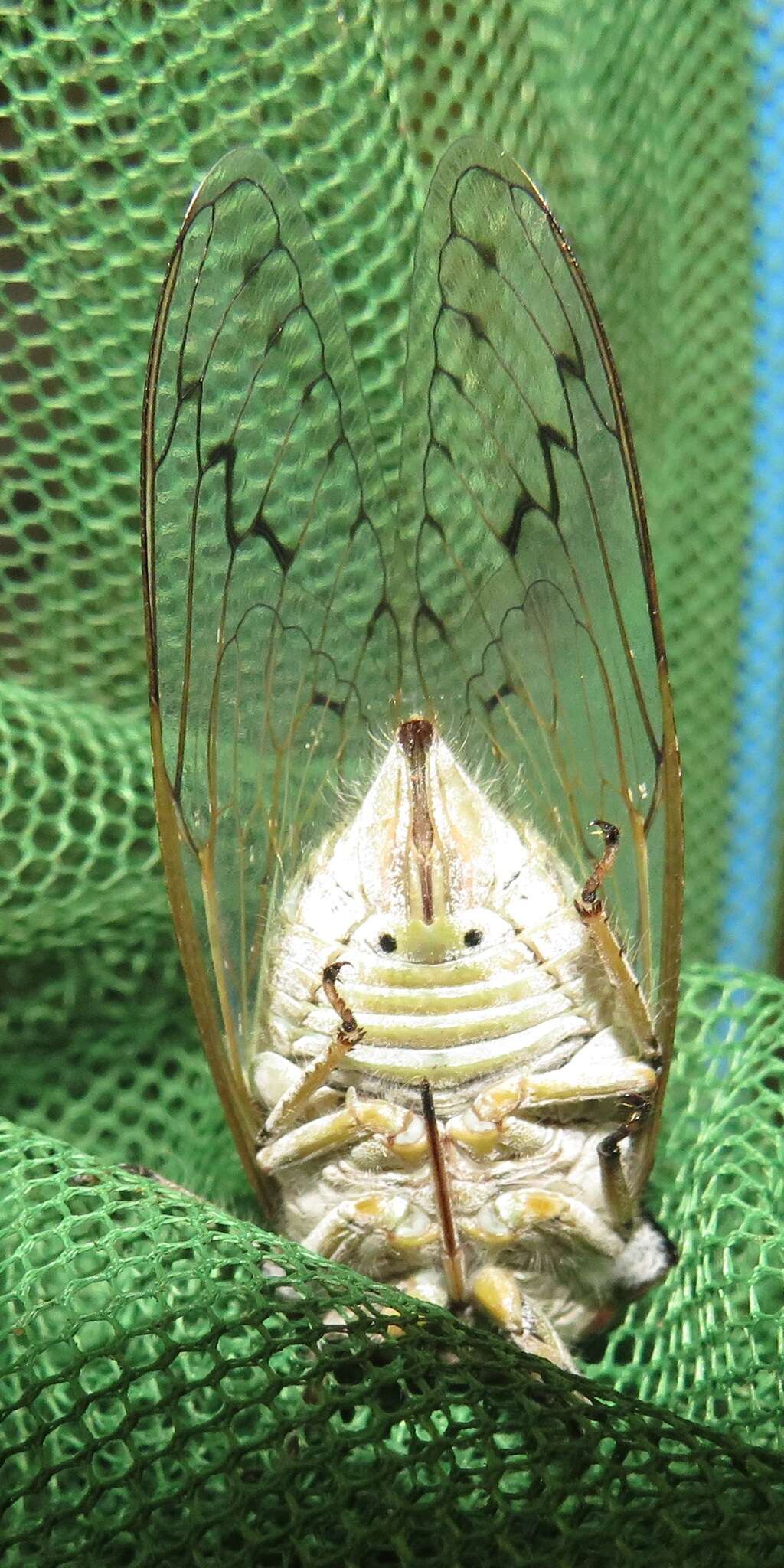 Image of Oxypleura lenihani Boulard 1985