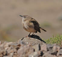 Image of African Rock Pipit