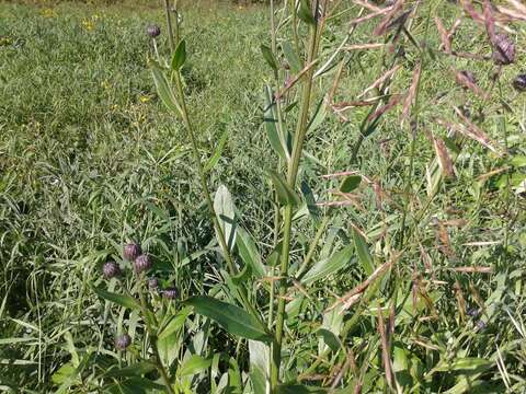 Image de Cirsium arvense var. integrifolium Wimmer & Grabowski